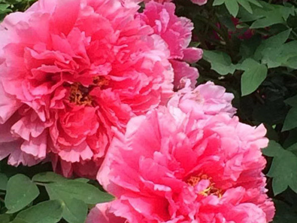 中集凌宇真誠邀約各界朋友來洛陽指導參觀