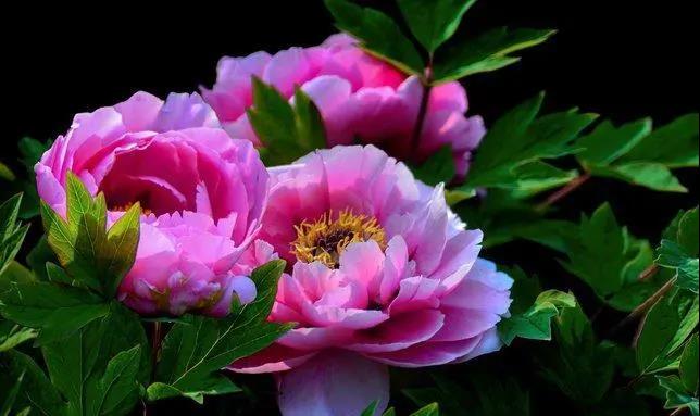 【“豫”見高端 “洛”賞牡丹】您有一封來(lái)自凌宇汽車的邀請(qǐng)函，請(qǐng)查收！